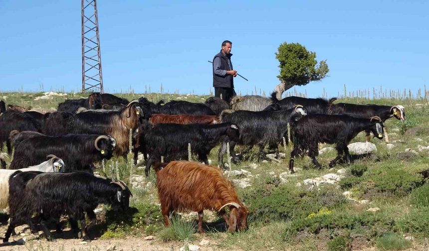 Türkiye'nin Keçi Başkenti Mersin'de Yayla Sezonu Açıldı