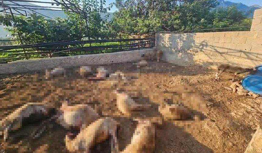 Silifke'de Kurt Kabusu :  29 Koyun Telef Oldu