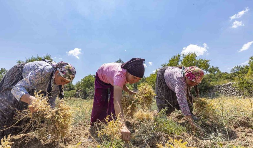 Atalık tohum desteğiyle nohut üretimi yeniden canlanıyor