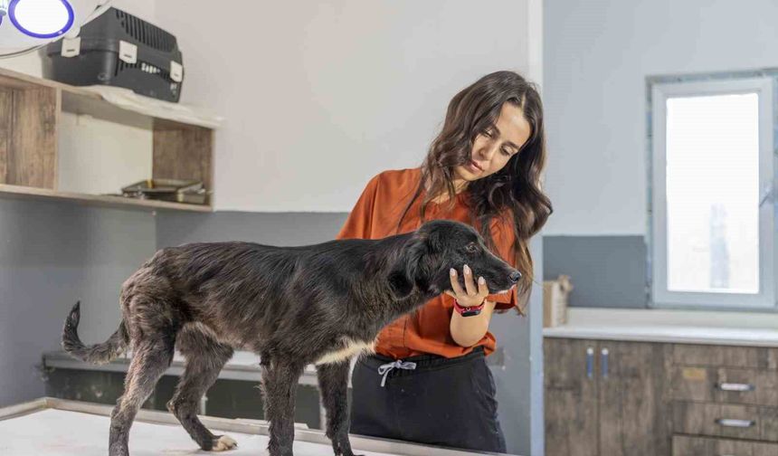 Mersin'de 6 aylık tedaviyle yeniden ayağa kalkan köpek sıcak yuvasını bekliyor