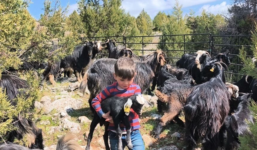 Toroslar'da Yörük göçü başladı: Sarıkeçililer yayla yolunda