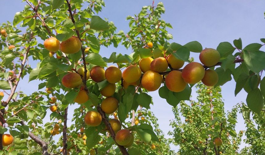Mersin'de kayısı hasadı başladı, üretici verimden memnun
