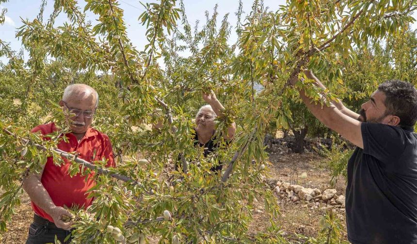 Mersin'de badem fidanları meyve vermeye başladı