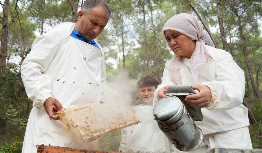Dünyada 'Çam Balı'nın yüzde 90'ı Türkiye'de üretiliyor: Bereketli sağım başladı