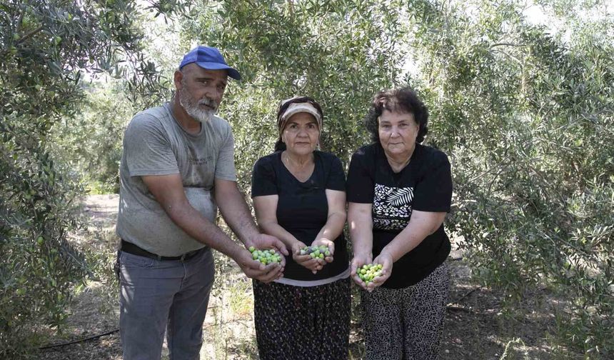 Mersin'de dağıtılan zeytin fidanları ürün verdi
