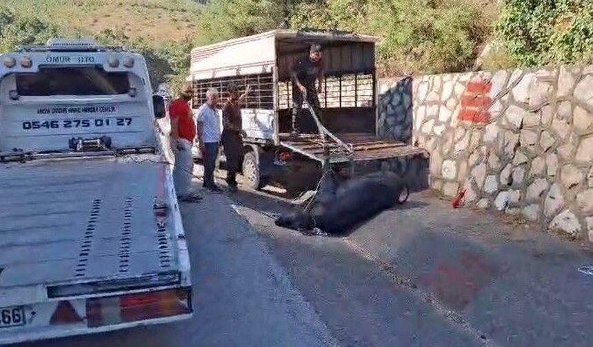 Mersin'de kamyonetten düşen büyükbaş hayvan bayıltılarak götürüldü