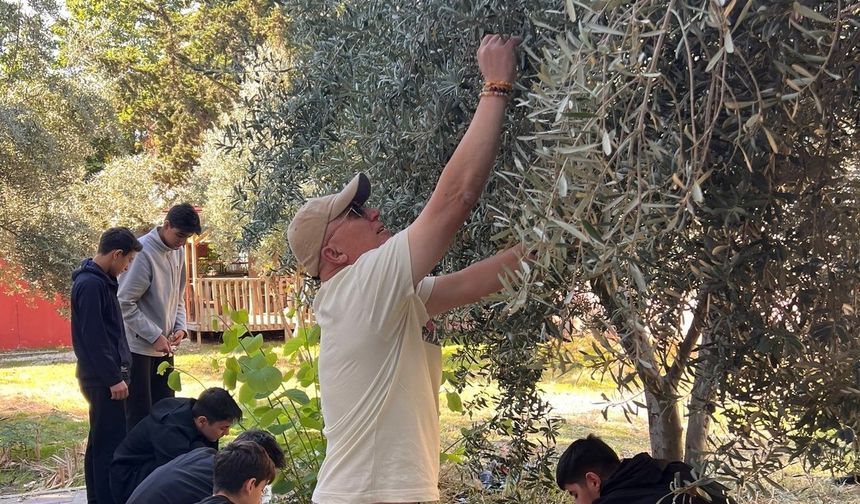 Nihal Erdem Anadolu Lisesi öğrencileri ihtiyaç sahibi arkadaşları için zeytin topladı