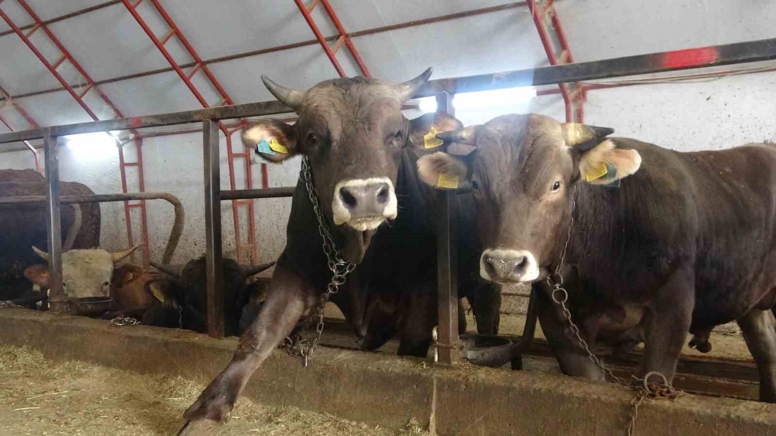 Artvin'de kurbanlıklar pazara çıkmayı bekliyor