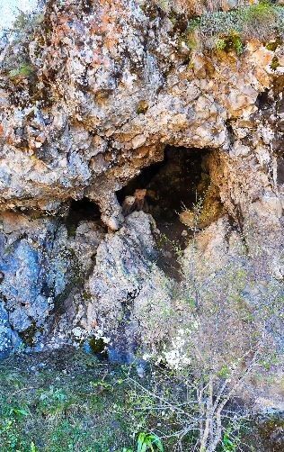Anne ayı ve yavruları inlerinde dron kamerasıyla görüntülendi