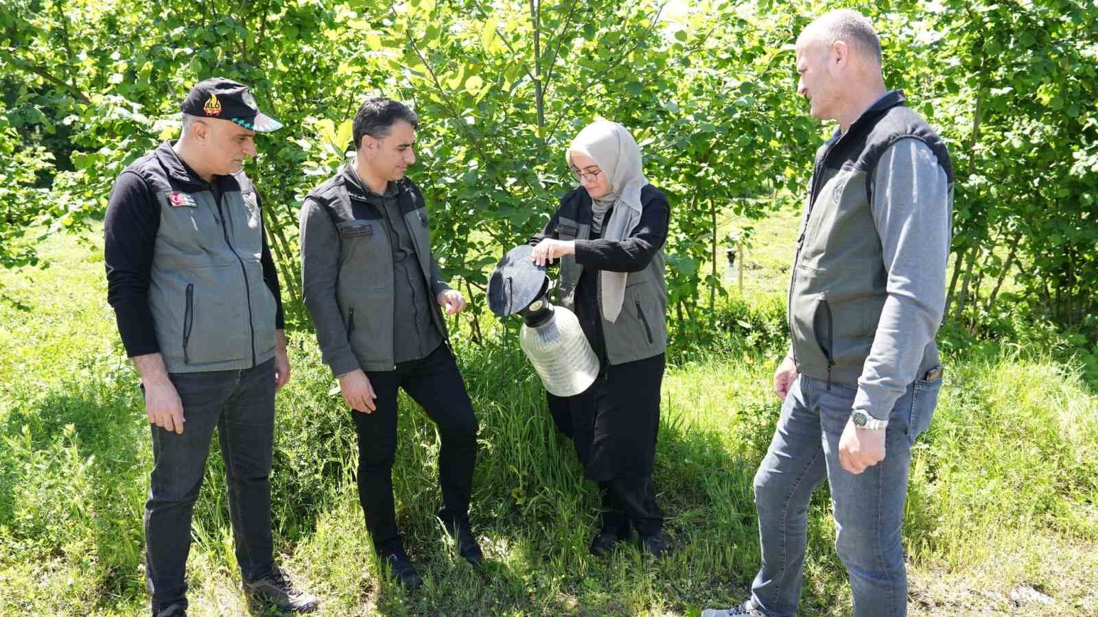 Kahverengi kokarca ile mücadelede 250 feromon tuzağı kuruldu