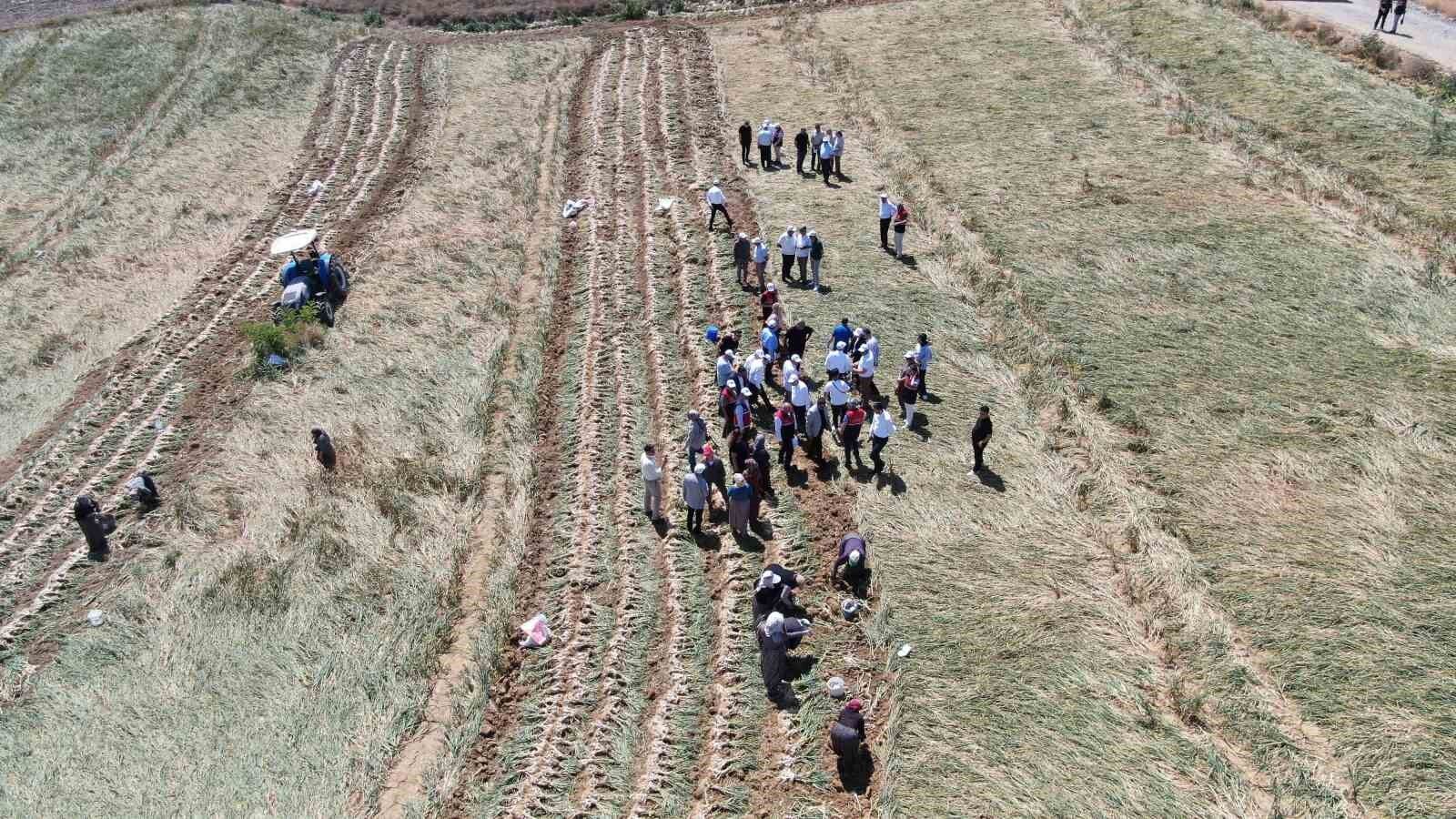 Dünyaca ünlü Taşköprü sarımsağının hasadı başladı