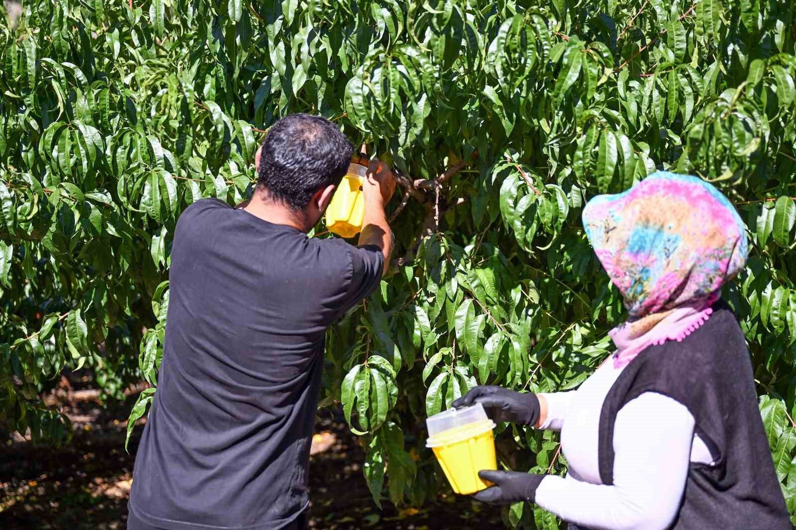 Mersin'de Akdeniz Meyve Sineğine karşı 80 bin feromon tuzak desteği