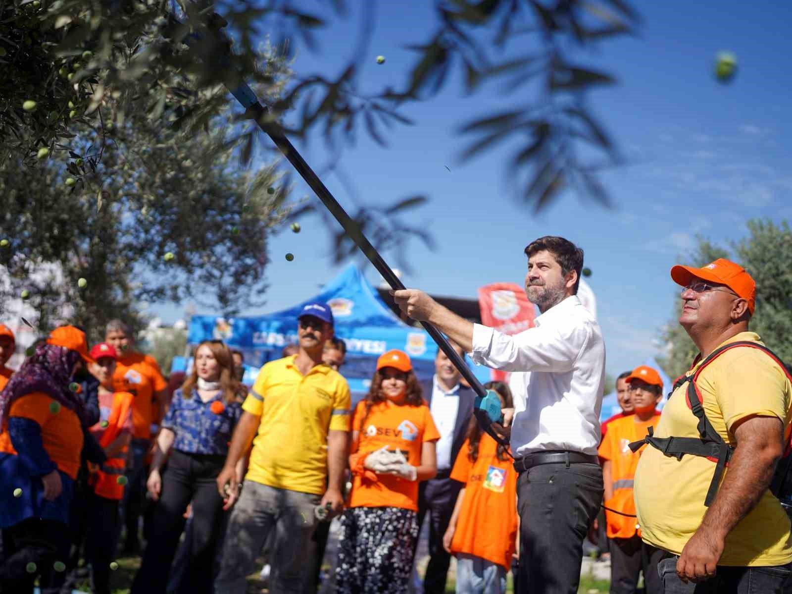 Tarsus'ta zeytinler lösemili çocuklar için toplandı