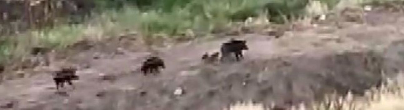 Mersin’de domuz sürüsü köpeği kovaladı: O anlar kamerada