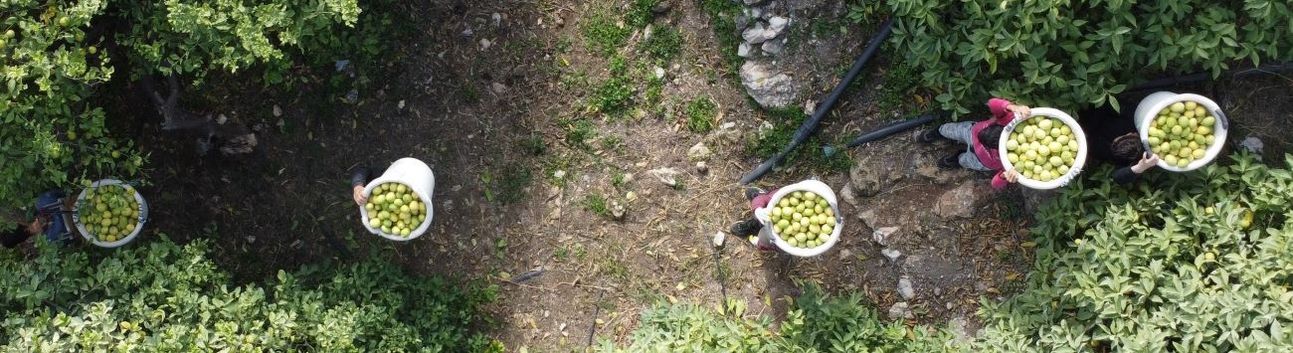 Binlerce ailenin geçim kaynağı limonun başkentinde hasat zamanı