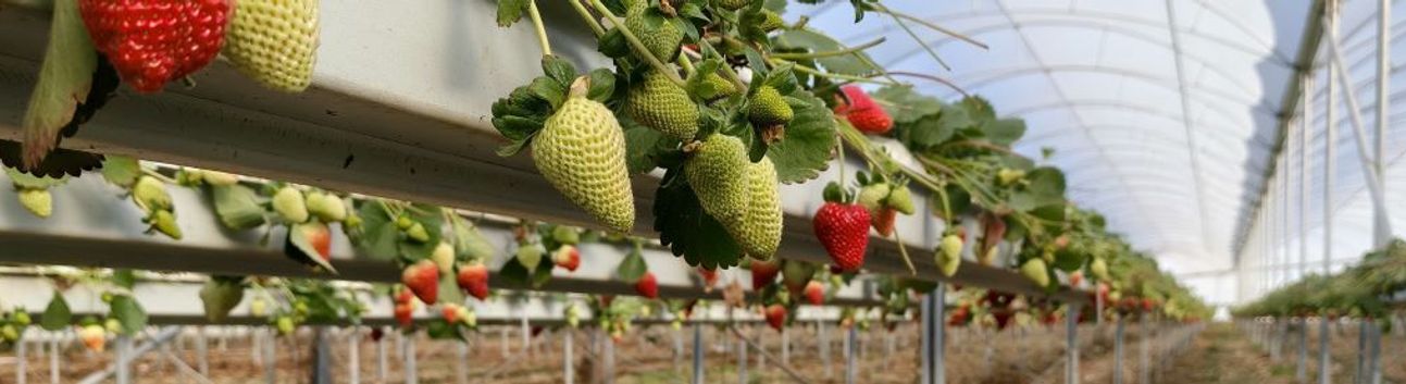 Silifke'de örtü altı çilekte bahar hasadı: Kilosu 140 ile 160 TL arasında