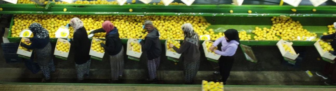 Limonda hasat sonu: Kadınların yoğun mesaisi sürüyor