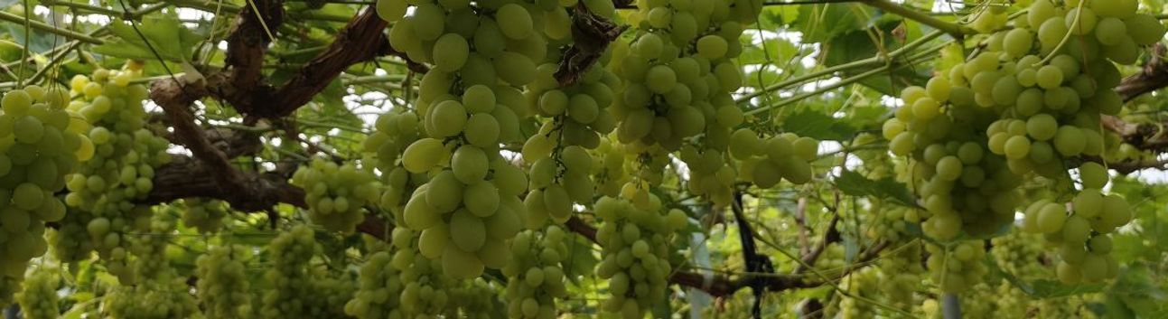 Silifke'de sezonun ilk üzümü hasat edildi, kilosu 600 TL'den ihraç edildi
